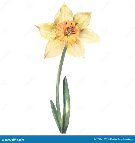 Yellow Daffodil, Watercolor Drawing, Wells National Flower ...