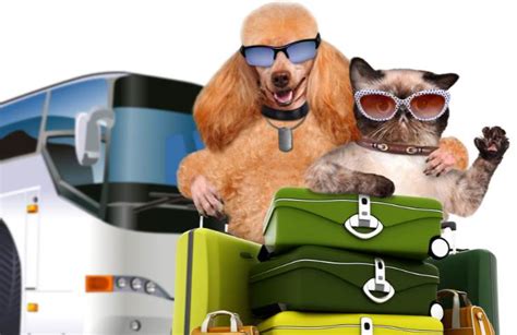 Come Andare In Vacanza Con Il Tuo Cane O Con Il Tuo Gatto Cosa Devi Sapere