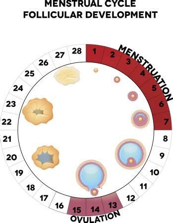 7 natural family planning methods and a printable chart – Artofit