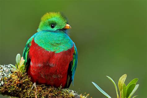 El Quetzal El Ave Que Embellece Los Bosques Nublados De Honduras