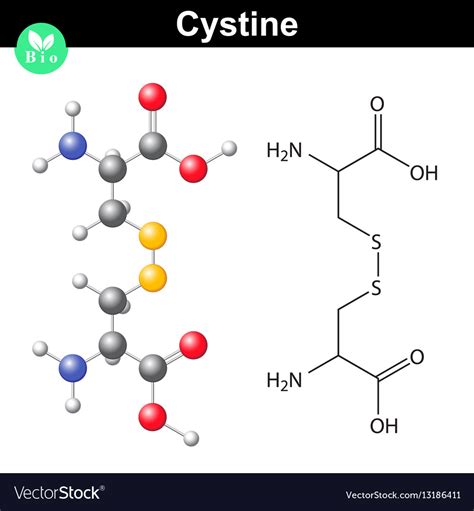 Cystine dipeptide molecular structure cysteine Vector Image