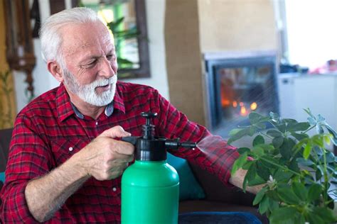 How Much Water To Give A Schefflera And How Often