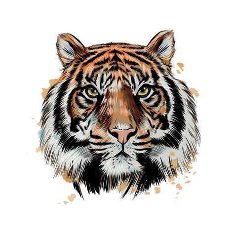 Tiger head portrait from a splash of watercolor, colored drawing, realistic. Vector illustration ...