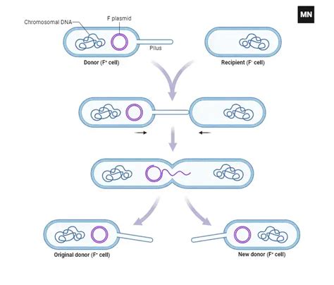 Plasmids - Definition, Structure, Functions, Examples - Biology Notes ...