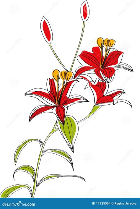 Lily Flowers Stock Vector Illustration Of Beauty Drawing 11925504