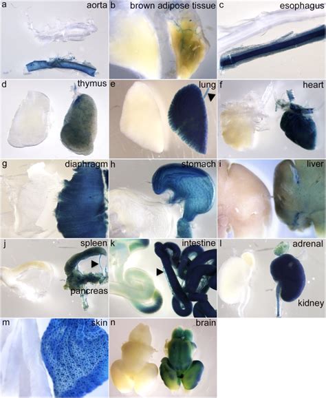 X-gal staining of whole organs from E17.5 Pdgfaex4COIN-INV-lacZ ...