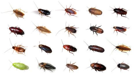 3+ Types Of Roaches With Best Pictures - The Cockroach Guide