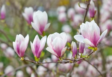 Nawożenie magnolii jest bardzo ważne Zobacz jaki nawóz i kiedy