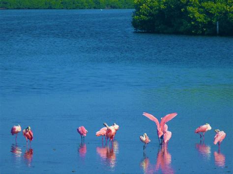 Roseate Spoonbills Roseate Spoonbills Platalea Ajaja A Flickr