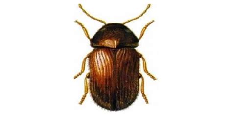 Cigarette Beetle Control Guardian Pest Solutions