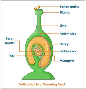 Allites Blog Spot: What is Fertilisation in Plants?