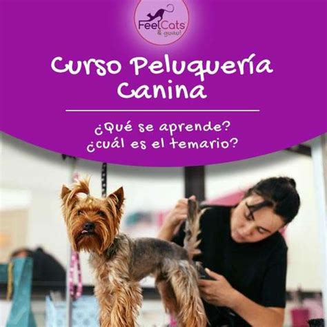 Curso de Peluquería Canina Online Precio Título FeelCats