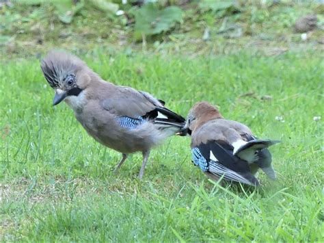 Eichelhäher Garrulus glandarius Papa mit Jungvogel Flickr