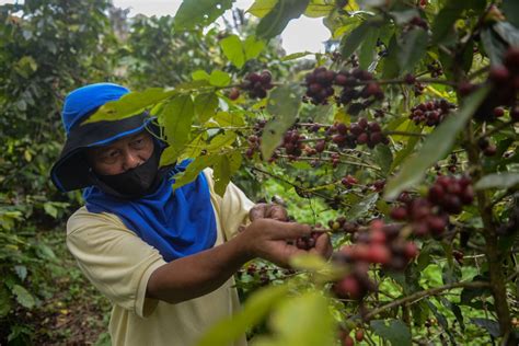 Terusan Panama Manfaatkan Petani Kopi Atasi Kekeringan Dan Deforestasi