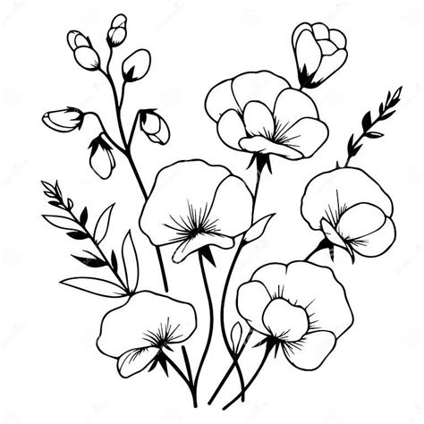 Hand Drawing Sweet Pea Flower Sketch Art Of Sweet Pea Sweet Pea