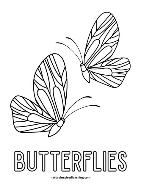 Butterfly Drawing Coloring Pages