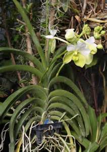 Vanda sanderiana バンダサンデリアナ世界のラン科植物