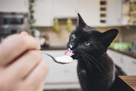 Alimentos Humanos Que Um Gato Pode Comer Gazeta