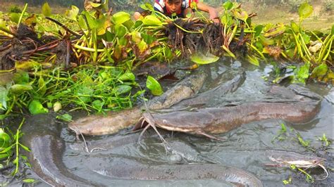 Amazing Hand Fishing Best Catching Many Catfish In Mud Water From