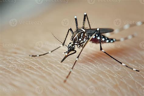 Macrophotography Of A Mosquito Feeding On Human Skin Stock