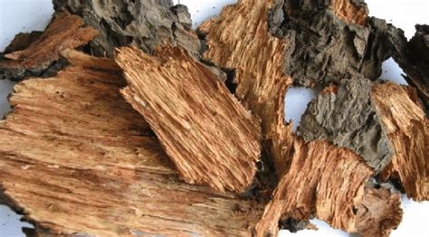 Magnifera Indica L Bark Mango Bark Download Scientific Diagram