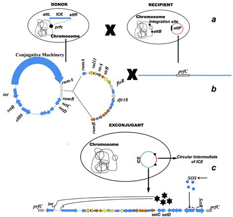 Horizontal Gene Transfer In Bacterial Population Containing Sxt