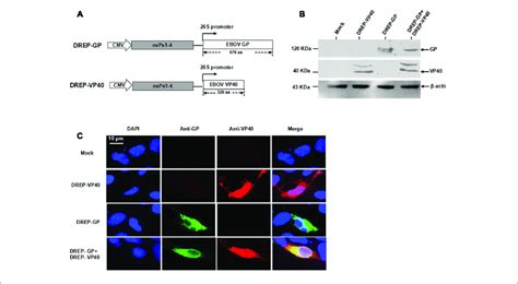 Expression Of Ebov Gp And Vp Proteins Based On Sfv Drep Vectors