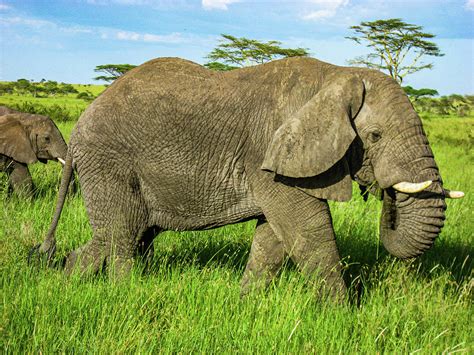 Elephants of the Serengeti Photograph by Julie A Murray - Pixels