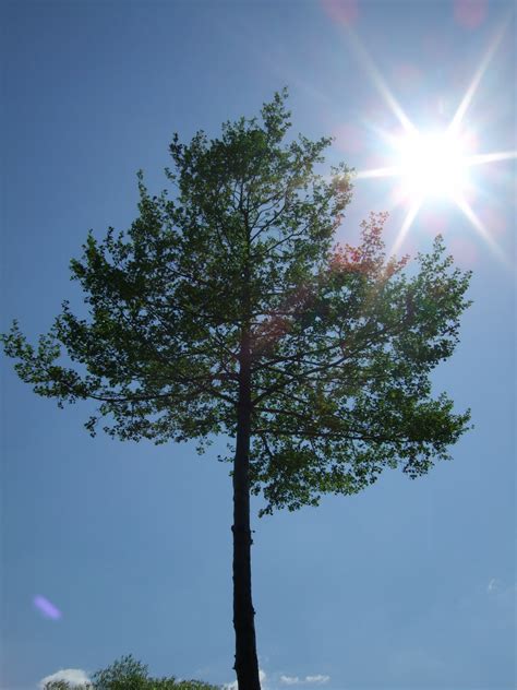 Free Images Tree Nature Branch Cloud Sky Sun Sunlight Leaf