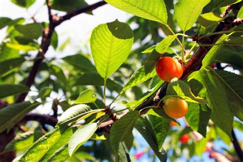 Growing Cherries Cherry Trees Thriftyfun