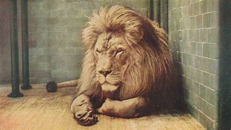 Sultan the Barbary Lion (Panthera leo leo) at the... - Biomedical ...