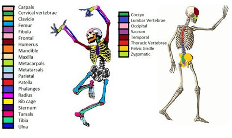 Bones - Human Body Systems