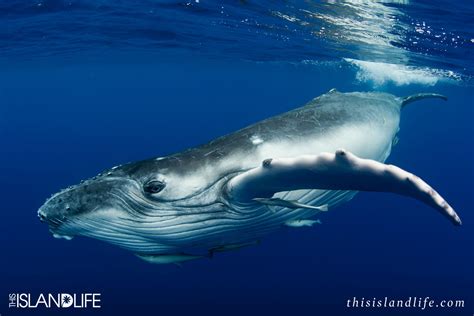 Swimming With Humpback Whales Vava U This Island Life