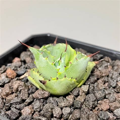 龍舌蘭苗 三宅雷神覆輪 Agave potatorum var verschaffeltii Striata 多肉植物 塊根植物 非象牙