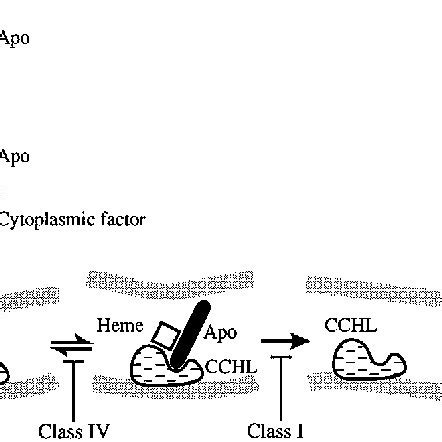 Amino acid sequence of iso-2-cytochrome c in the yeast S. cerevisiae ...