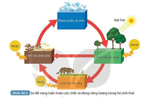 30 câu Trắc nghiệm KHTN 8 Kết nối tri thức 2024 Bài 44 Hệ sinh thái