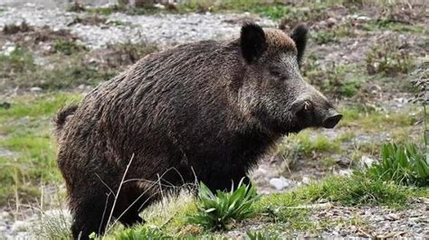 Peste Suina Tra Piemonte E Liguria Casi Primi Due Casi A