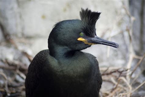 Shag nesting 1 Free Photo Download | FreeImages