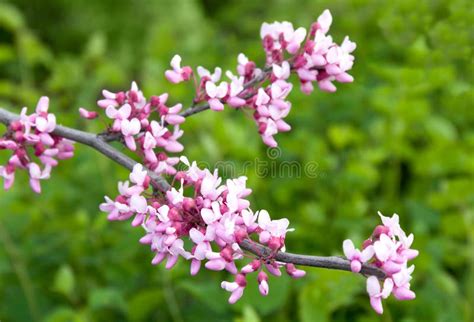 Cercis Siliquastrum Pink Spring Flowers Stock Image - Image of peaceful, judas: 219721853