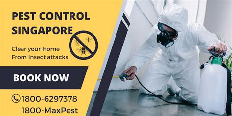 Top 5 Best Bed Bug Exterminator In Singapore 2024 Sureclean