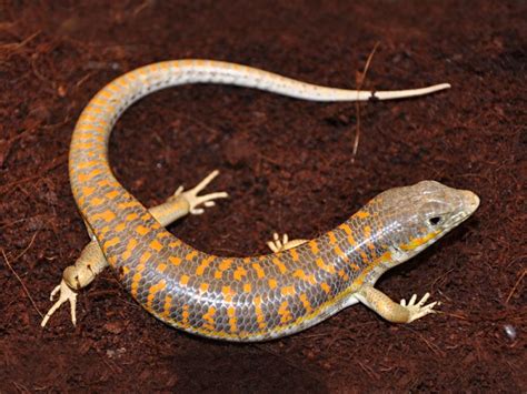 Pet Lizard Types Uk | Pets Animals US