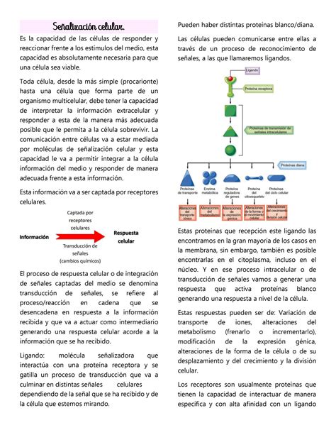 SOLUTION Se Alizaci N Celular 2021 Studypool