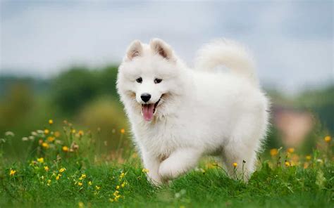 Tìm Hiểu Về Giống Chó Samoyed | Mua Bán - Bảng Giá - Tính Cách Kinh Nghiệm Nuôi