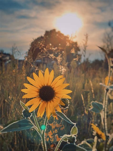 Top 999 Sunflower Aesthetic Wallpaper Full HD 4K Free To Use