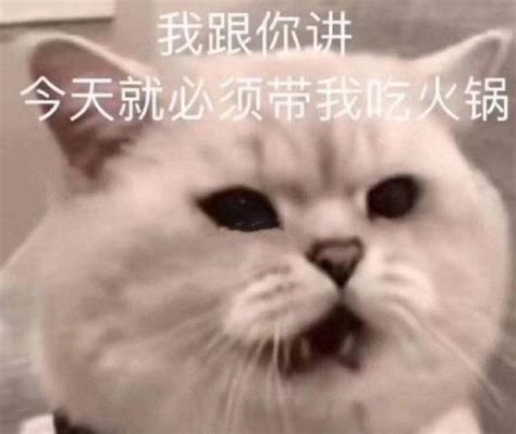 猫咪表情包合集｜我跟你讲，今天就必须带我吃火锅