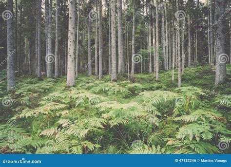 A Floresta Velha Com Musgo Cobriu árvores E Raios Do Sol Foto De Stock