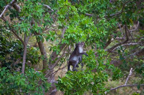 Bird Watching at Lagen Island Resort, El Nido Palawan – Jon Raz