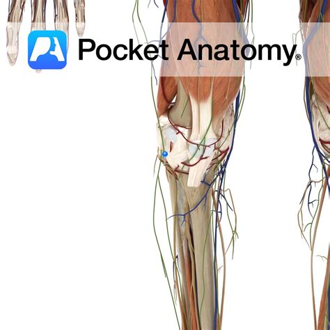 Common peroneal nerve - Pocket Anatomy