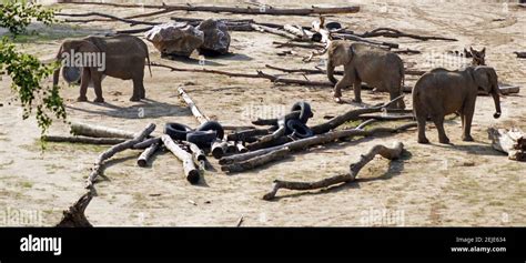 African elephant herd Stock Photo - Alamy