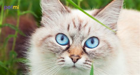 10 Best Cat Breeds With Blue Eyes Petmi